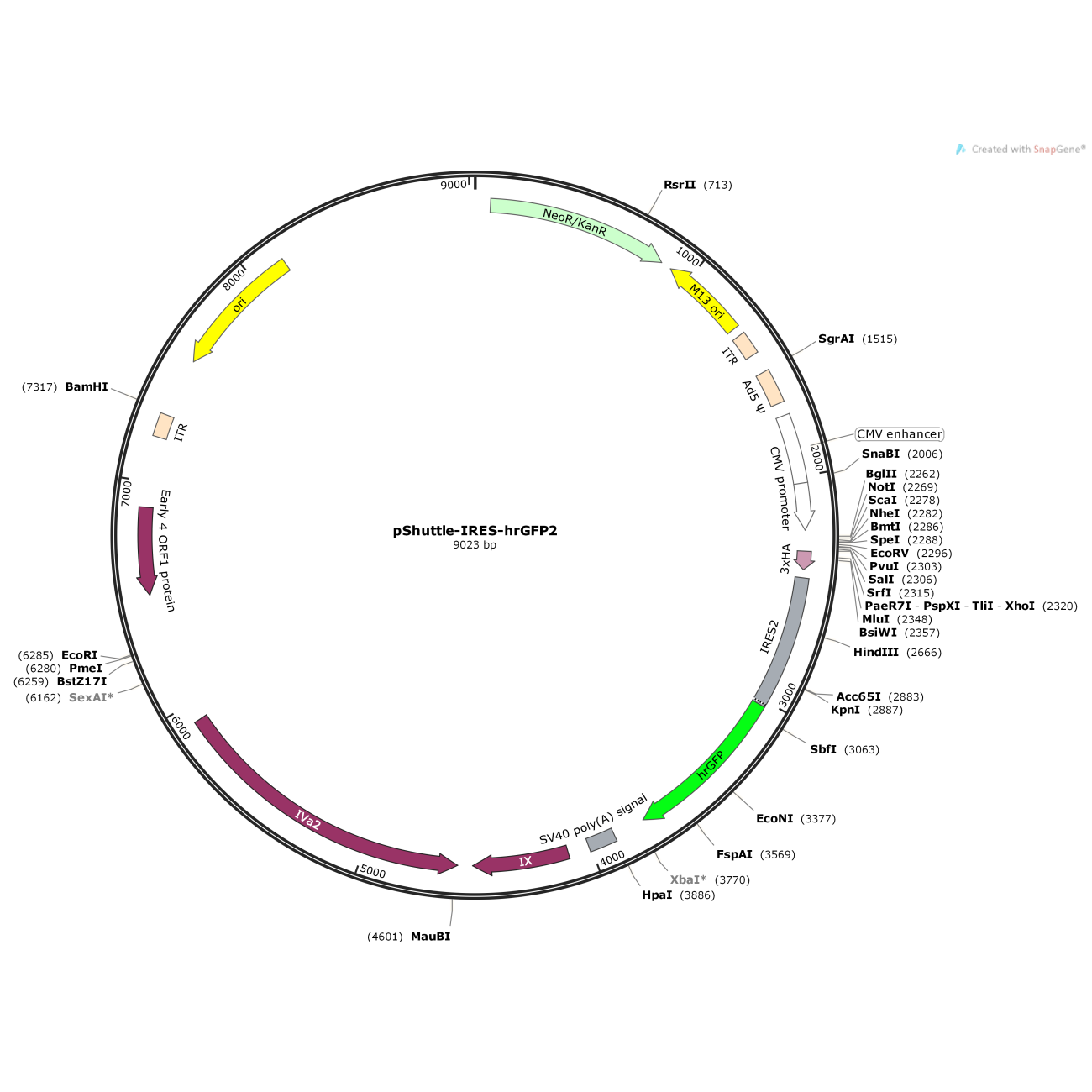 pShuttle-IRES-hrGFP2