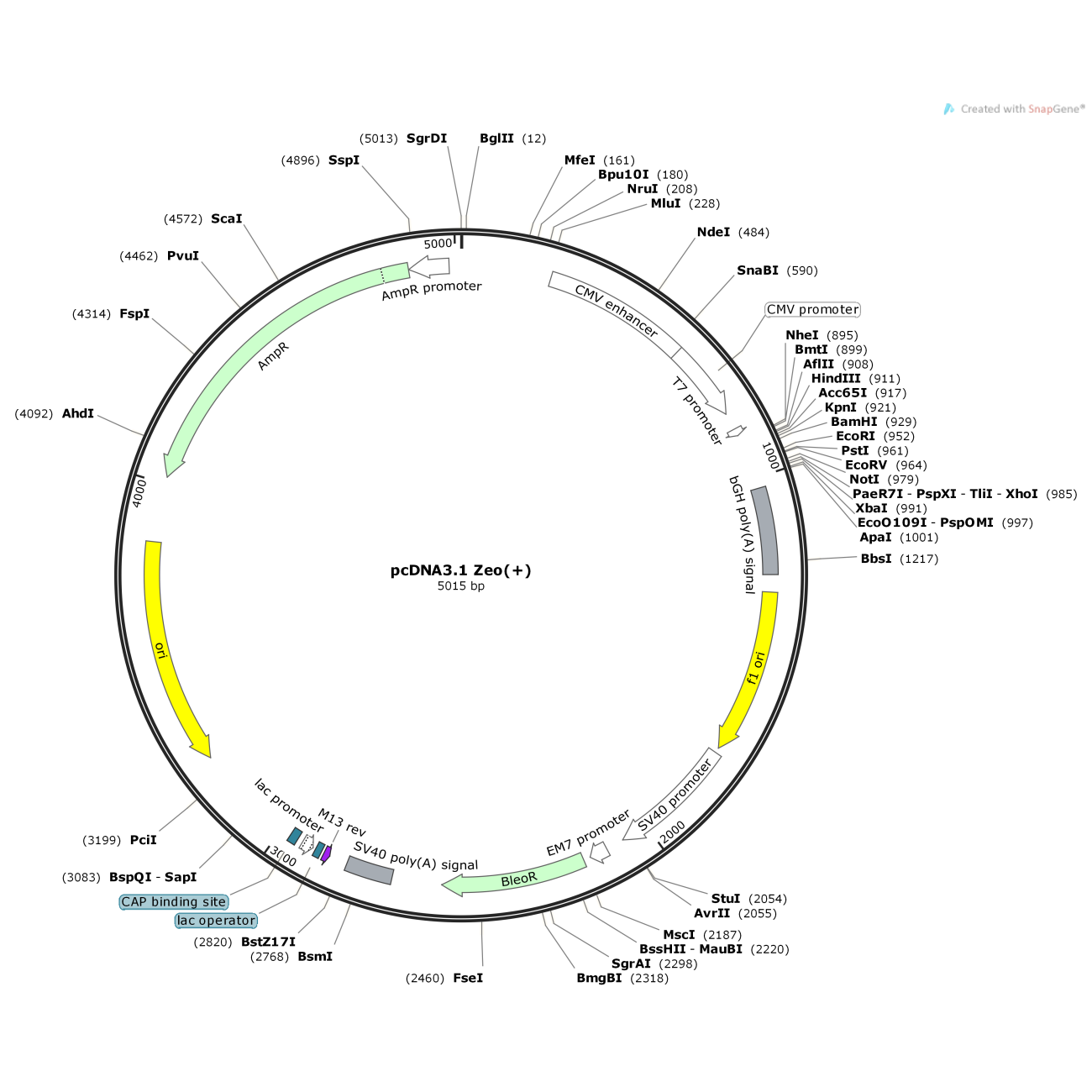 pcDNA3.1/Zeo(+)