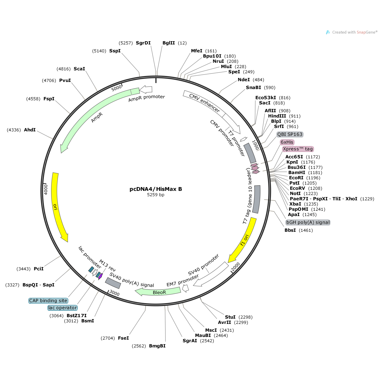 pcDNA4/HisMax B