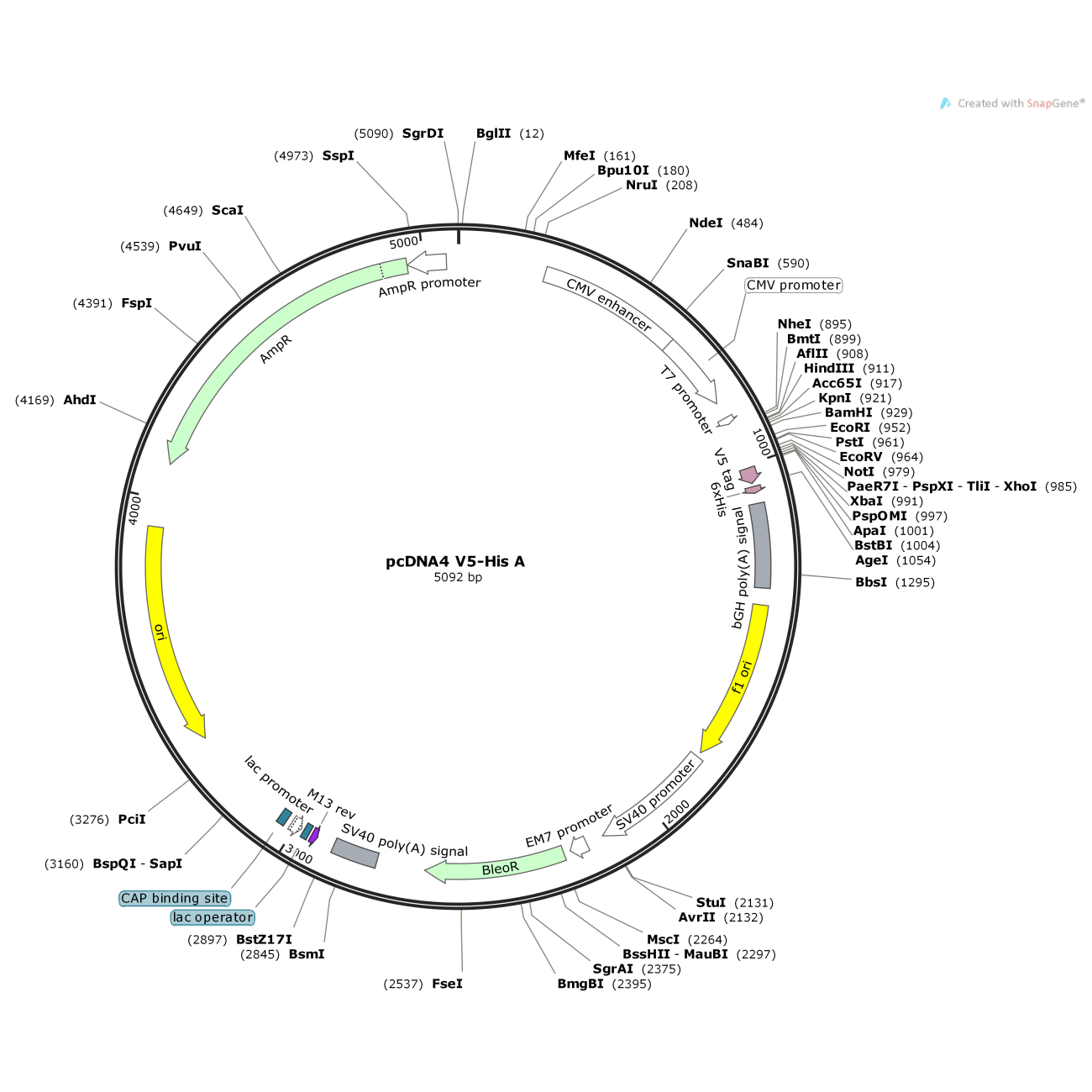 pcDNA4/V5-His A