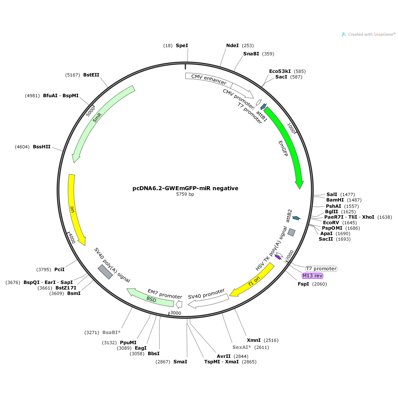 pcDNA6.2-GWEmGFP-miR negative