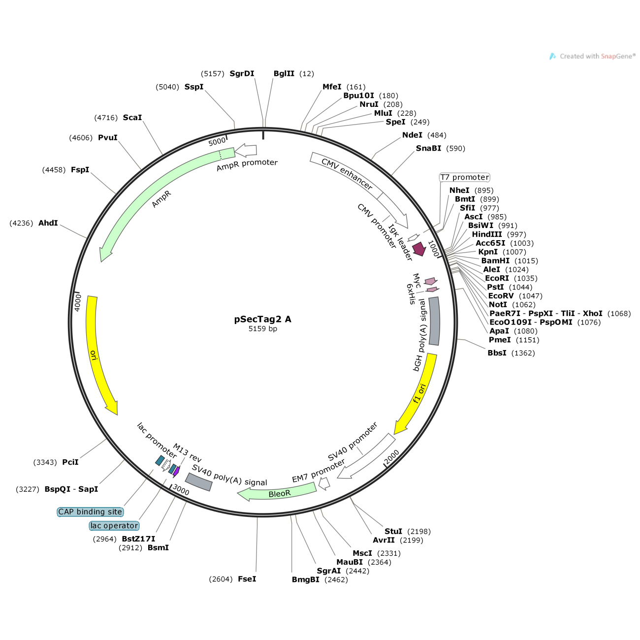 pSecTag2 A