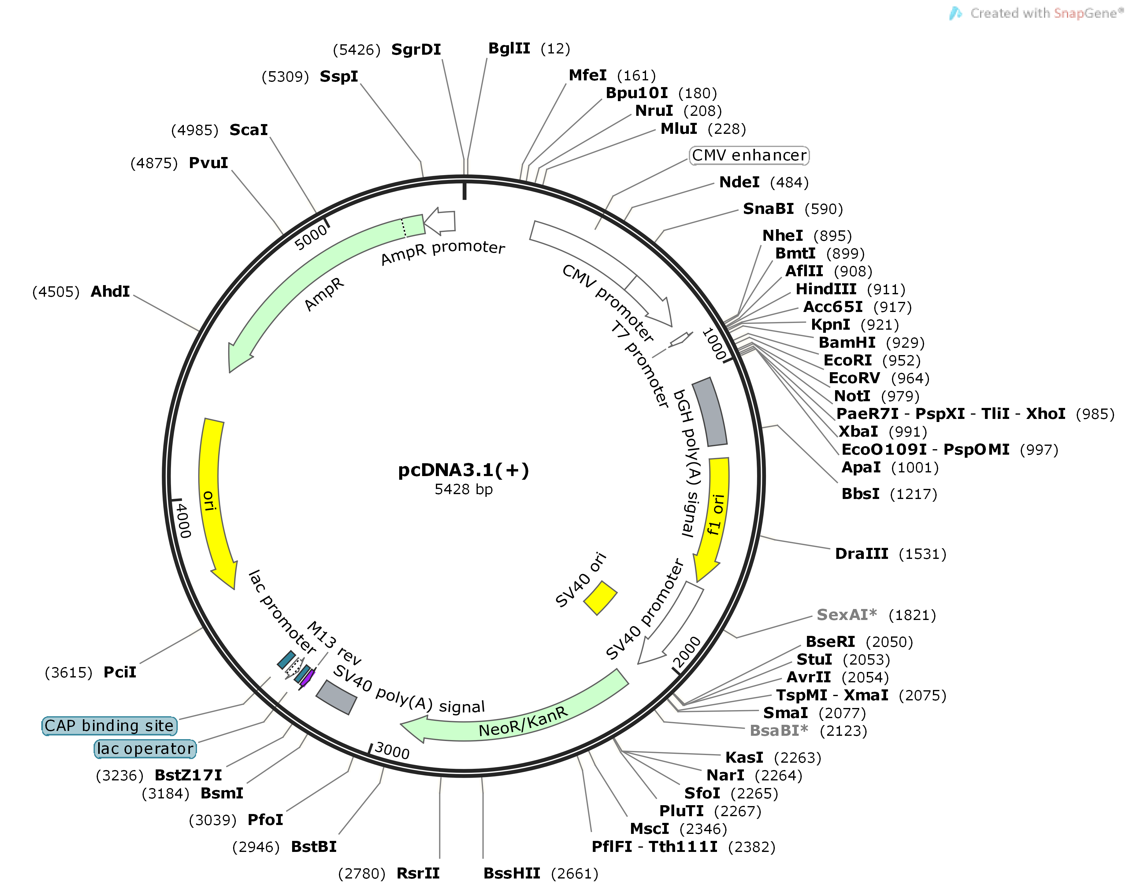 【热销】pcDNA3.1(+)