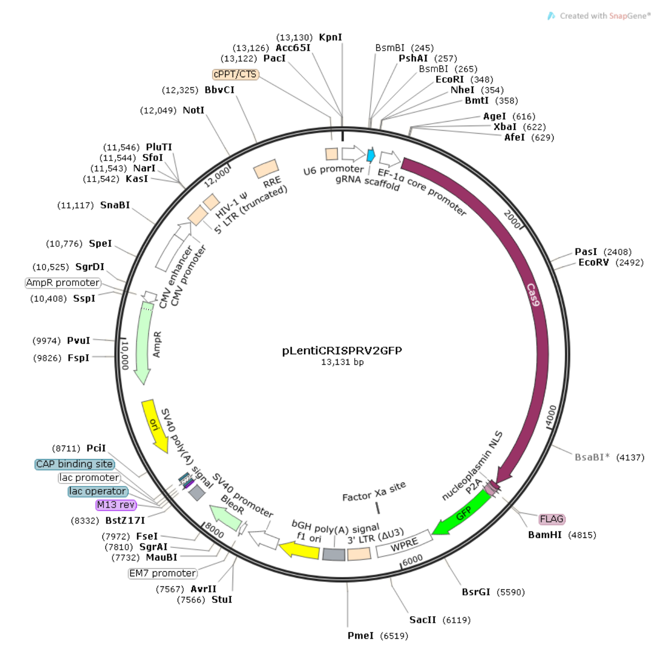 pLentiCRISPRV2GFP