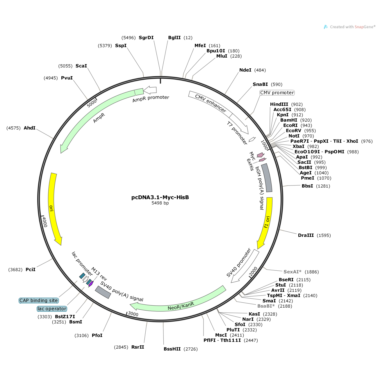 pcDNA3.1-Myc-HisB