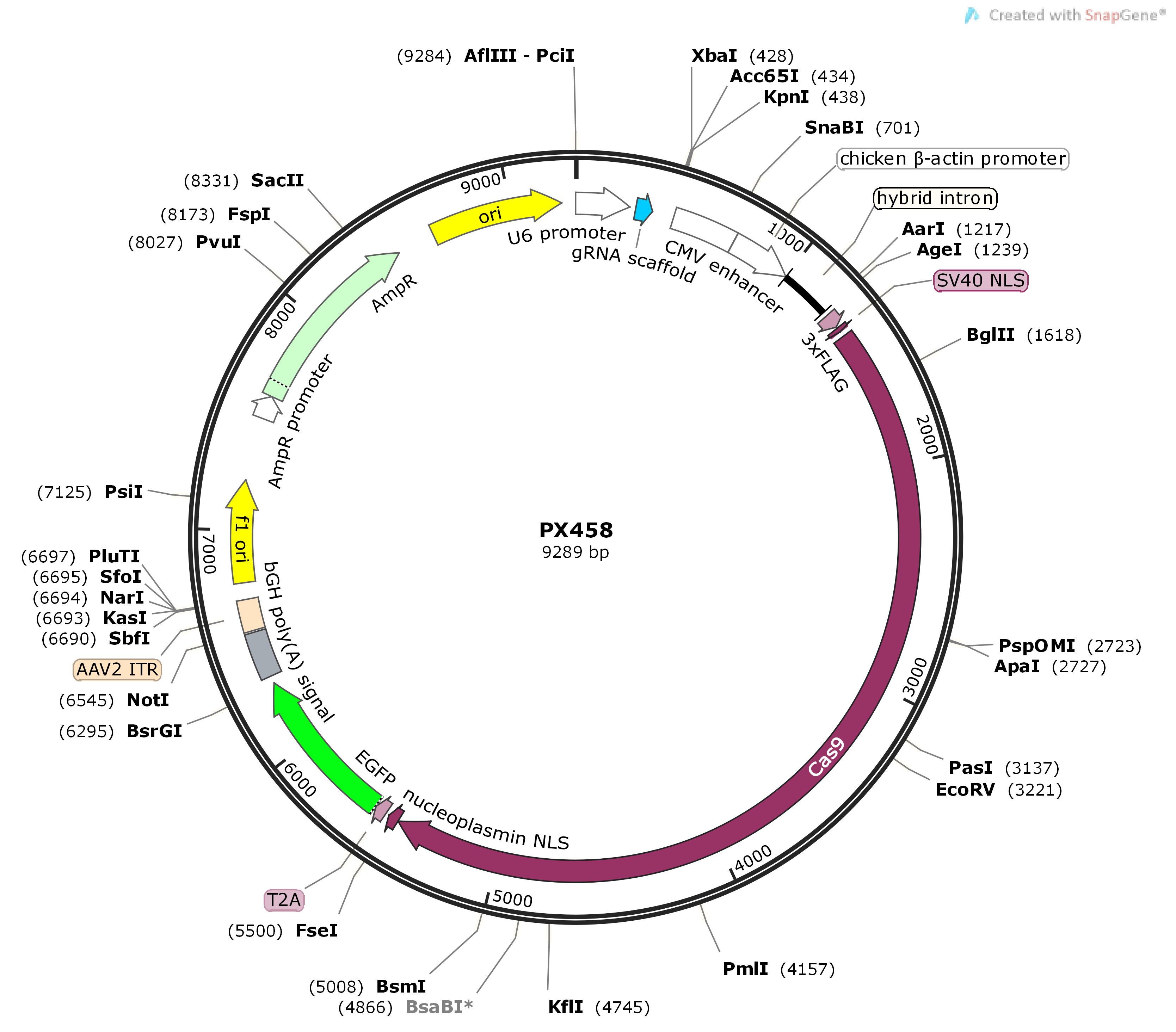 pSpCas9(BB)-2A-GFP (PX458)