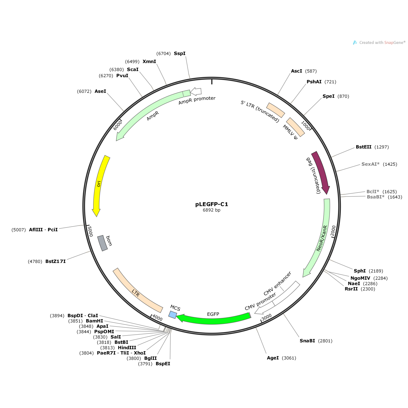pLEGFP-C1