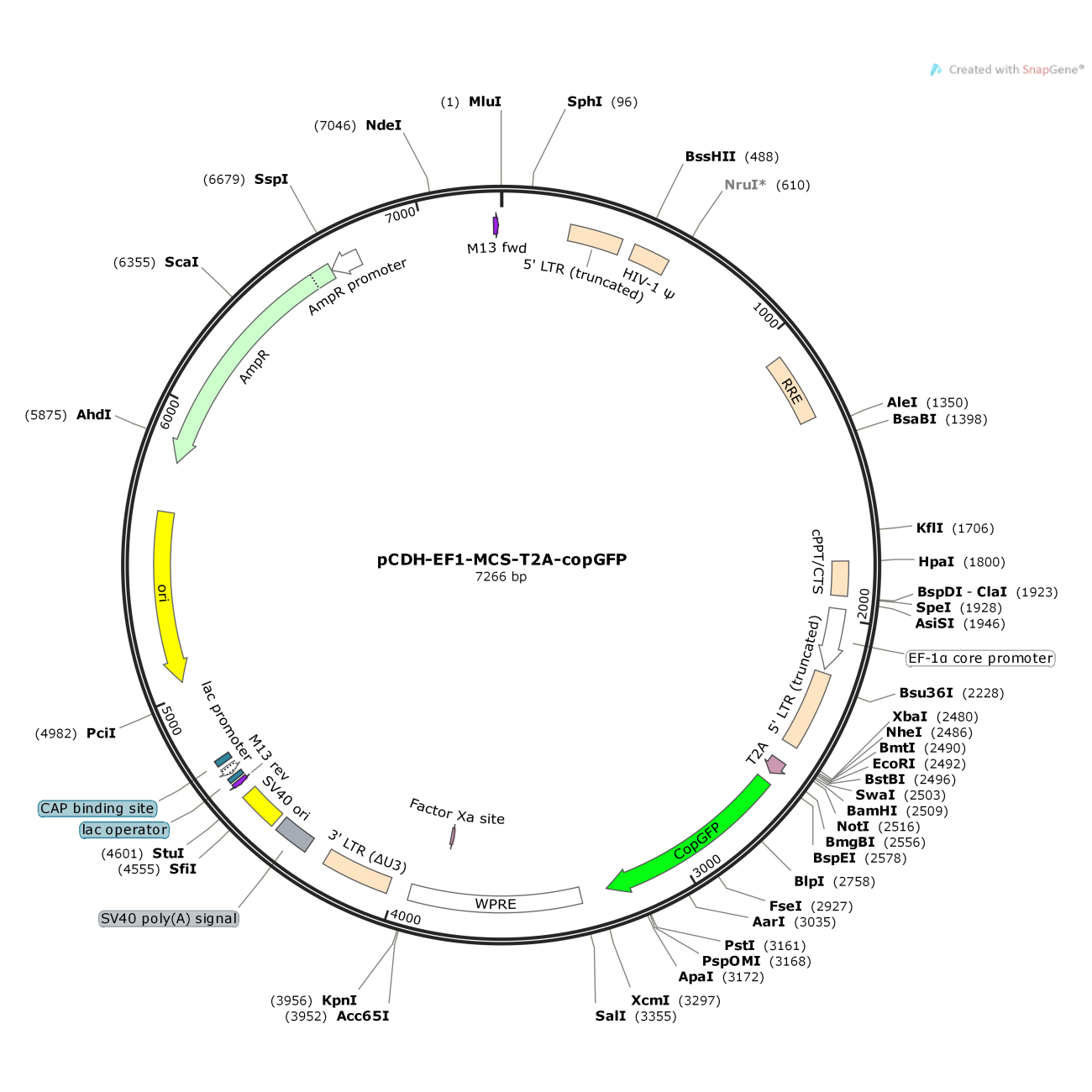 pCDH-EF1-MCS-T2A-copGFP