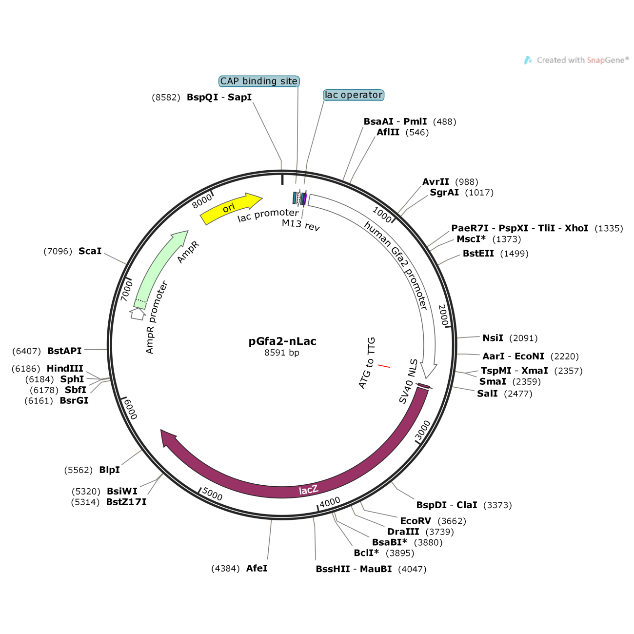 pGfa2-nlac