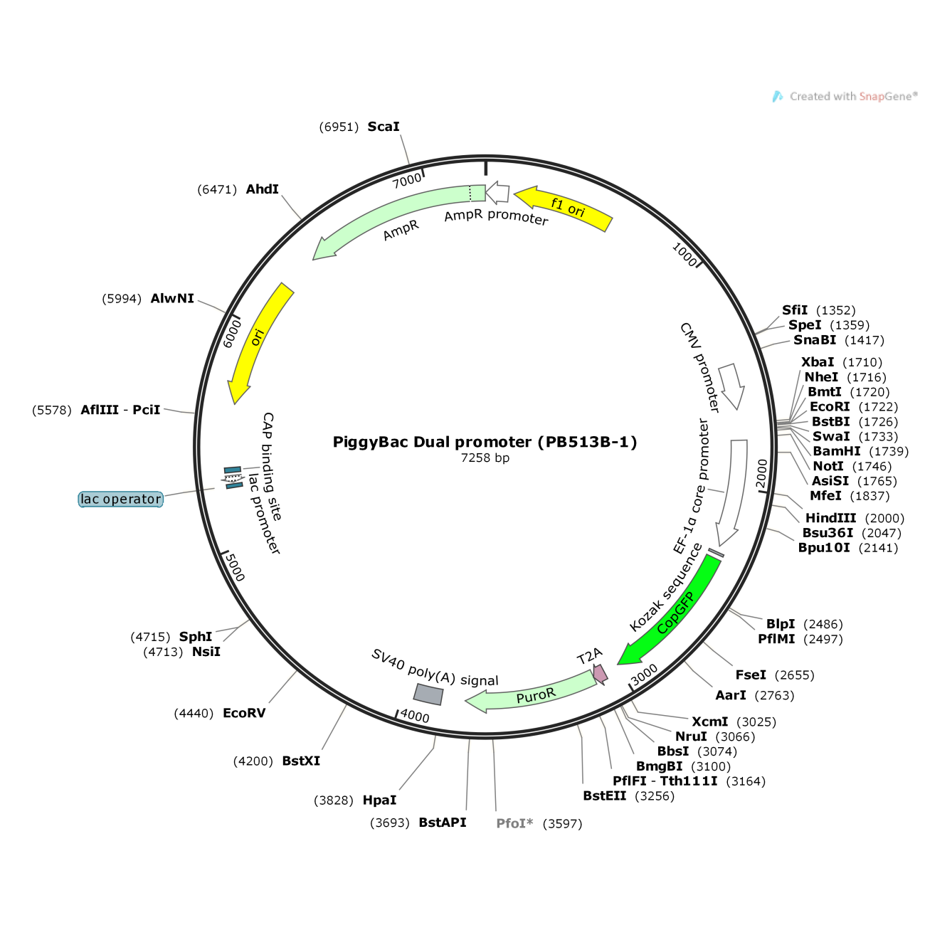 PiggyBac Dual promoter (PB513B-1)
