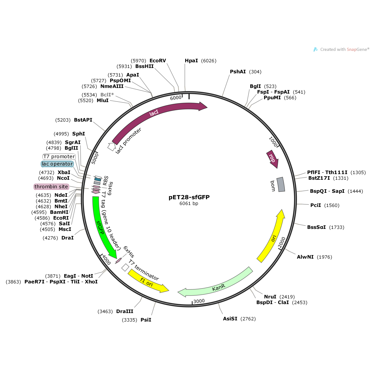 pET28-sfGFP