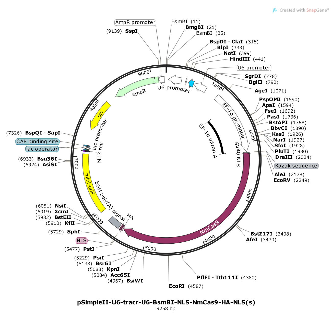 pSimpleII-U6-tracr-U6-BsmBI-NLS-NmCas9-HA-NLS(s)
