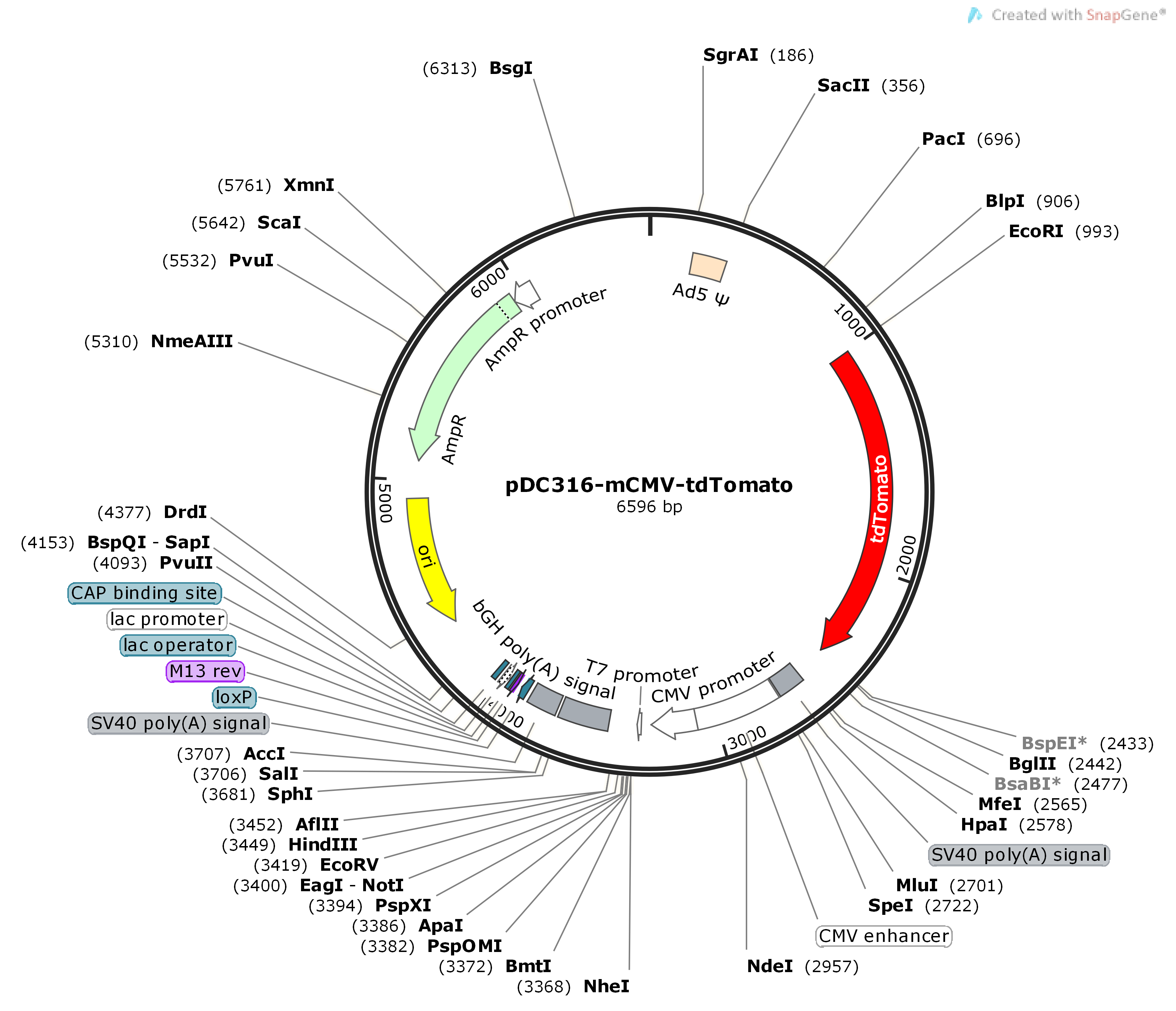 pDC316-mCMV-tdTomato