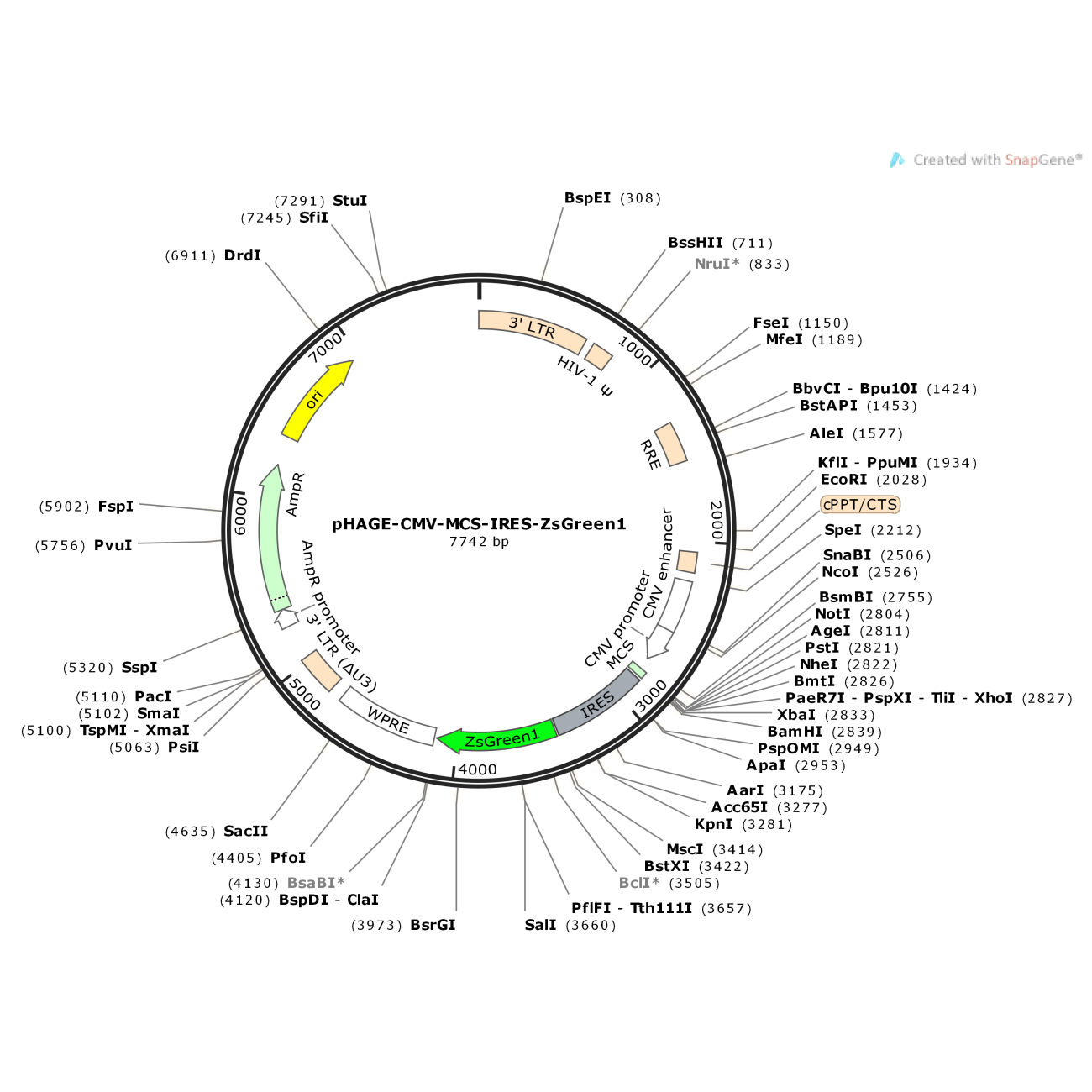 pHAGE-CMV-MCS-IRES-ZsGreen