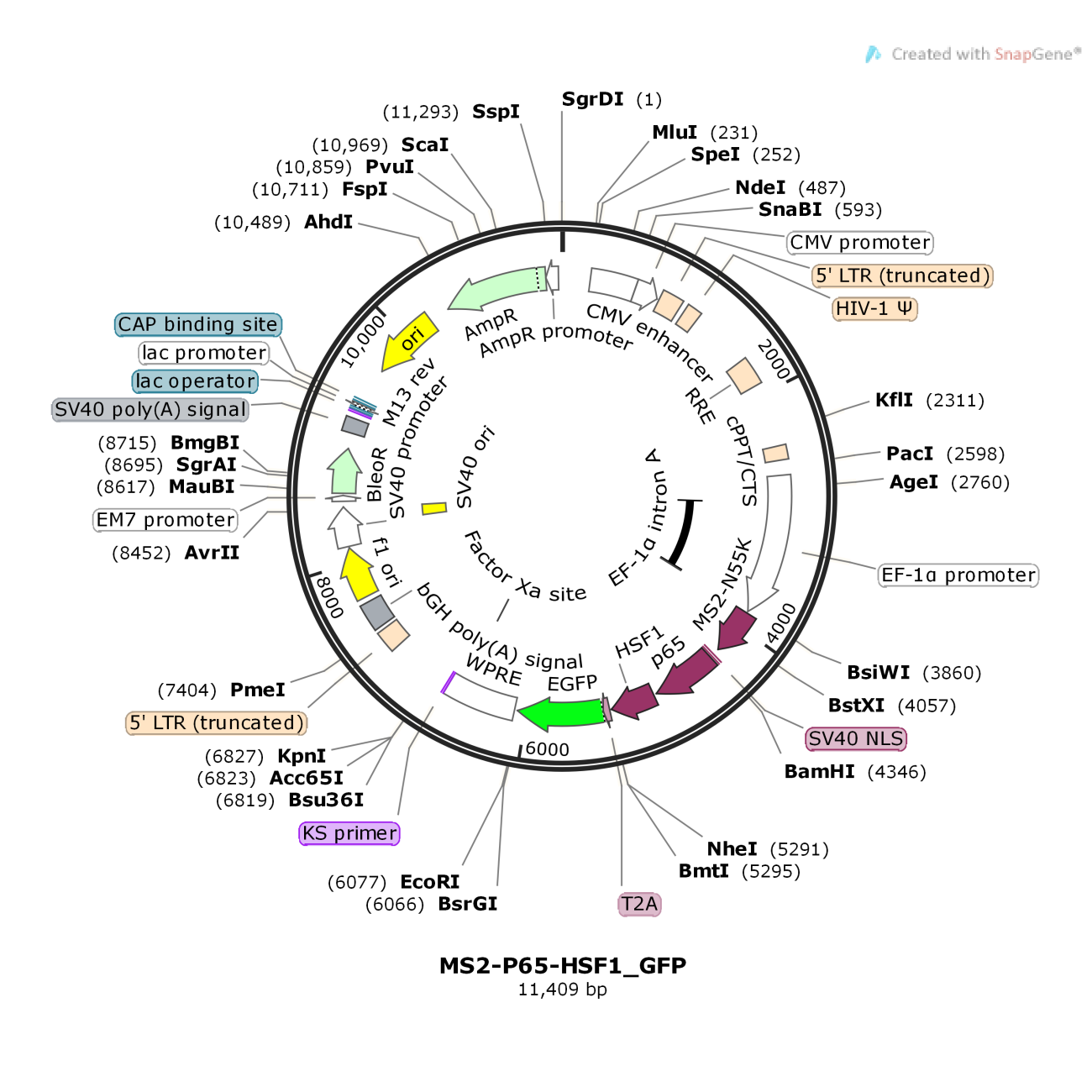 MS2-P65-HSF1_GFP