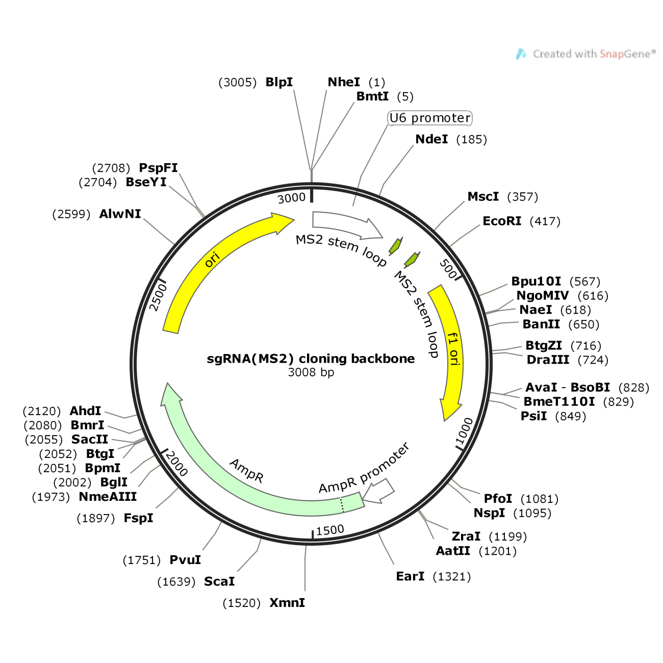 sgRNA(MS2) cloning backbone