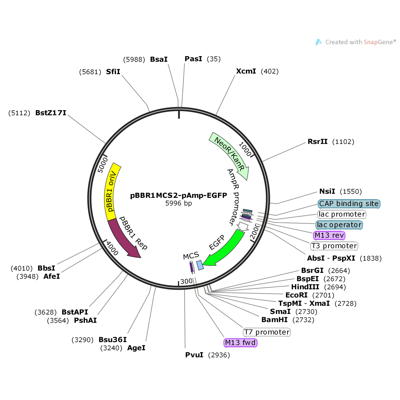 pBBR1MCS2-pAmp-EGFP