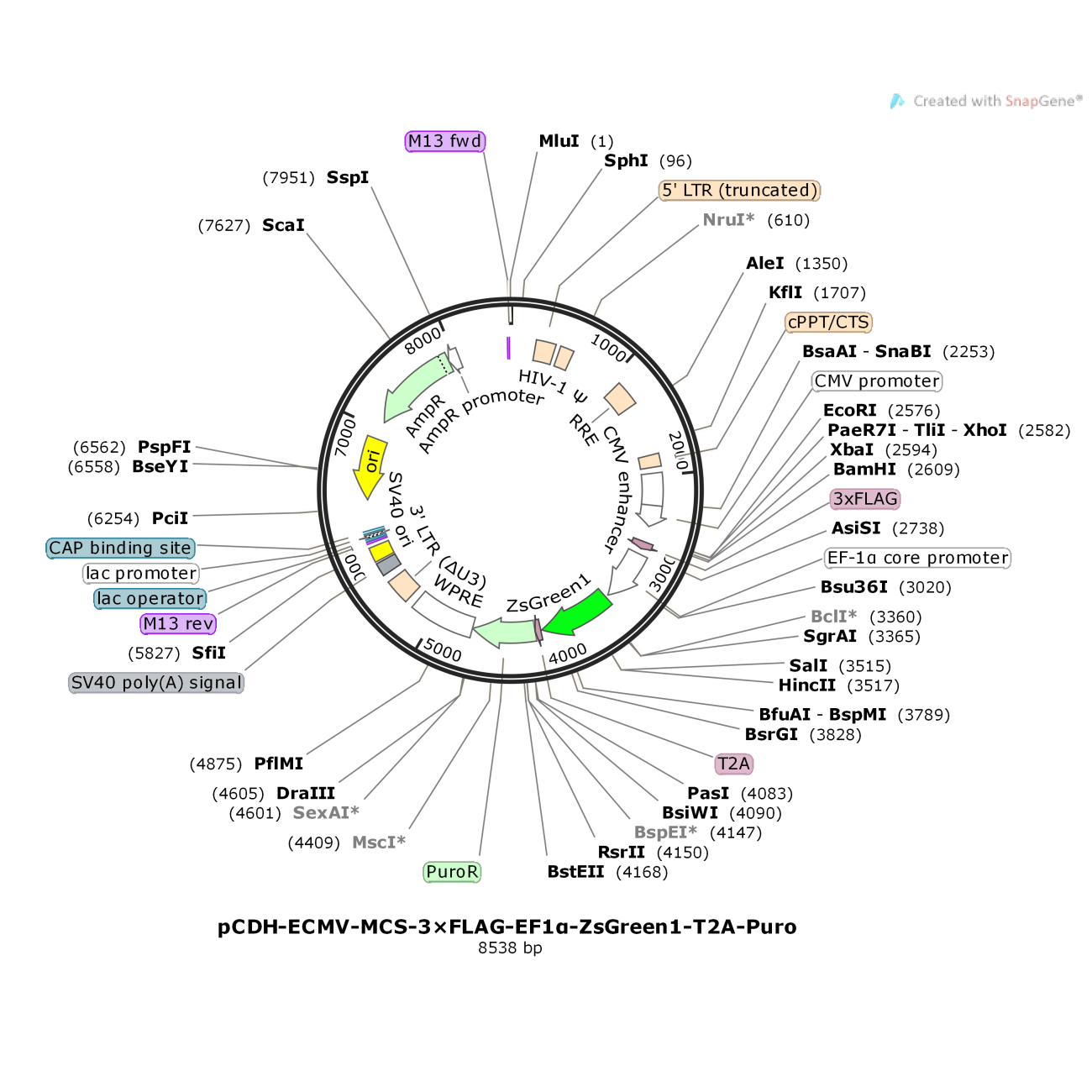 pCDH-ECMV-MCS-3×FLAG-EF1α-ZsGreen1-T2A-Puro 