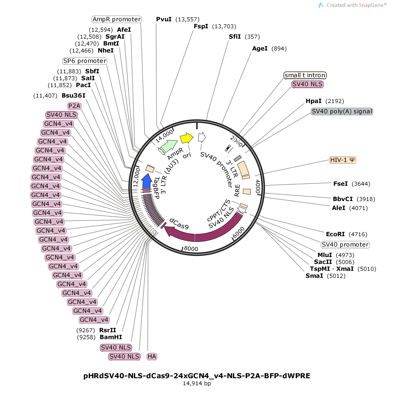 pHRdSV40-NLS-dCas9-24xGCN4_v4-NLS-P2A-BFP-dWPRE