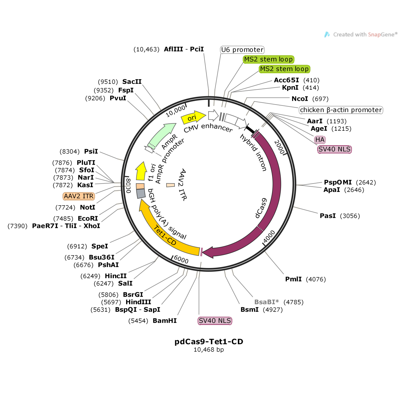 pdCas9-Tet1-CD