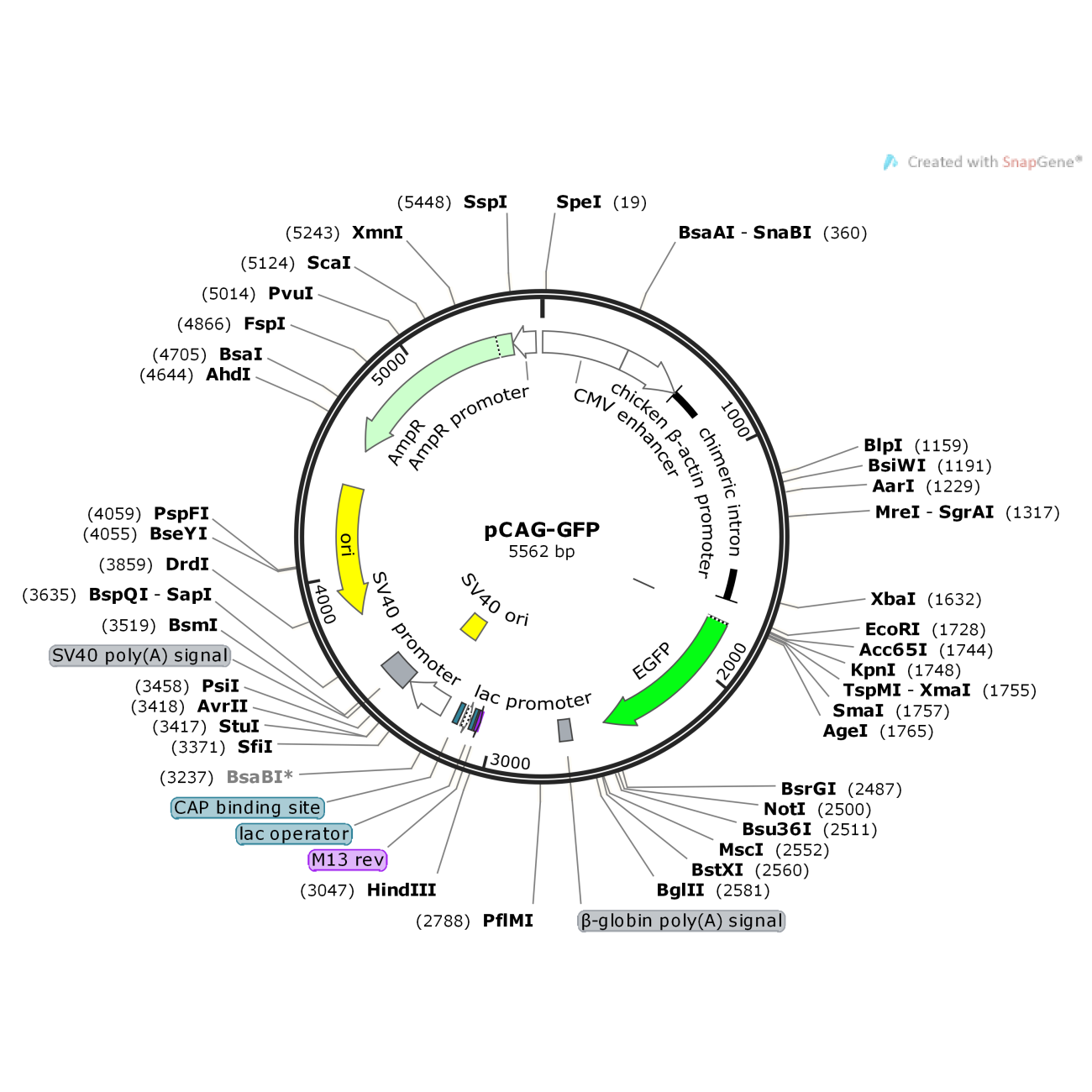 pCAG-GFP