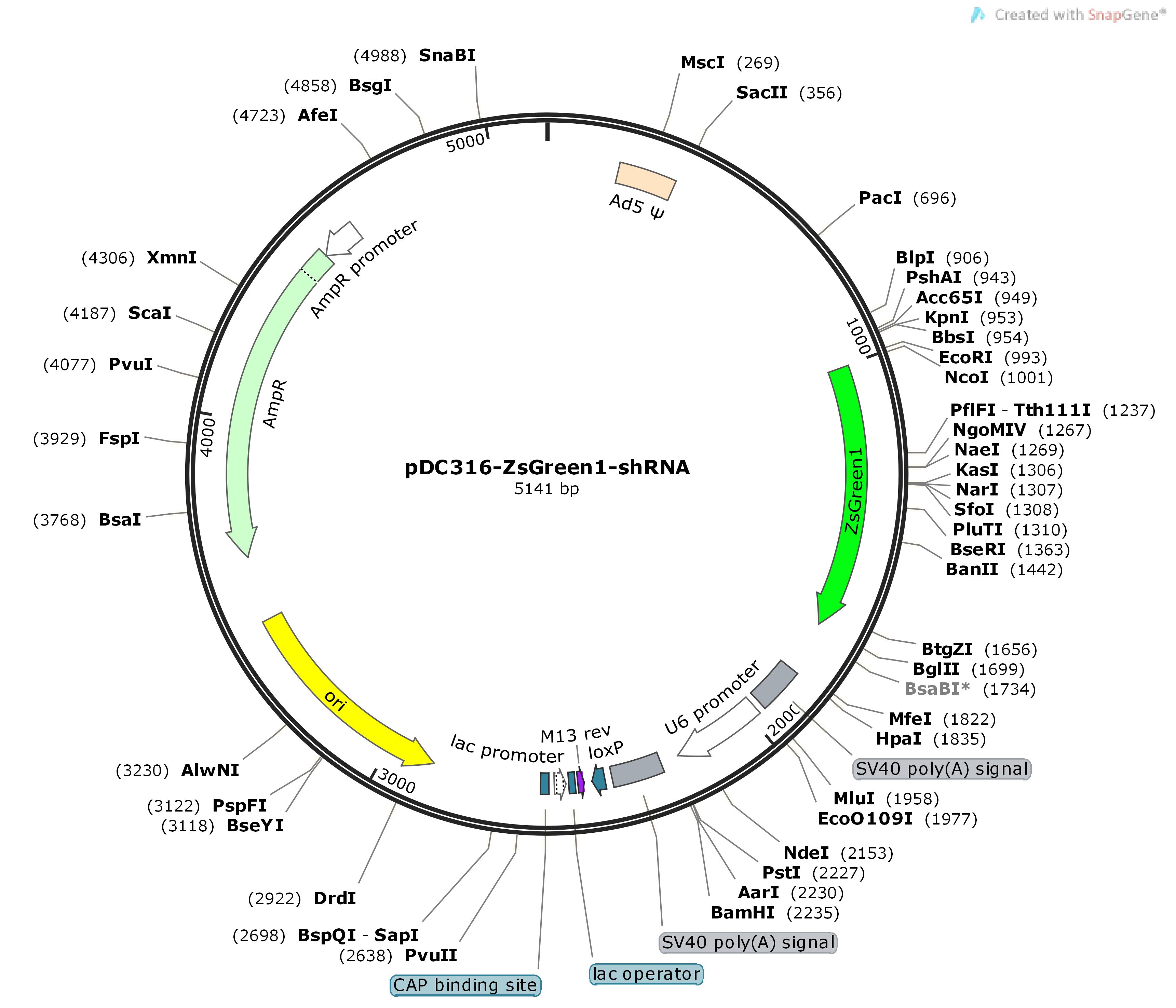 pDC316-ZsGreen1-shRNA