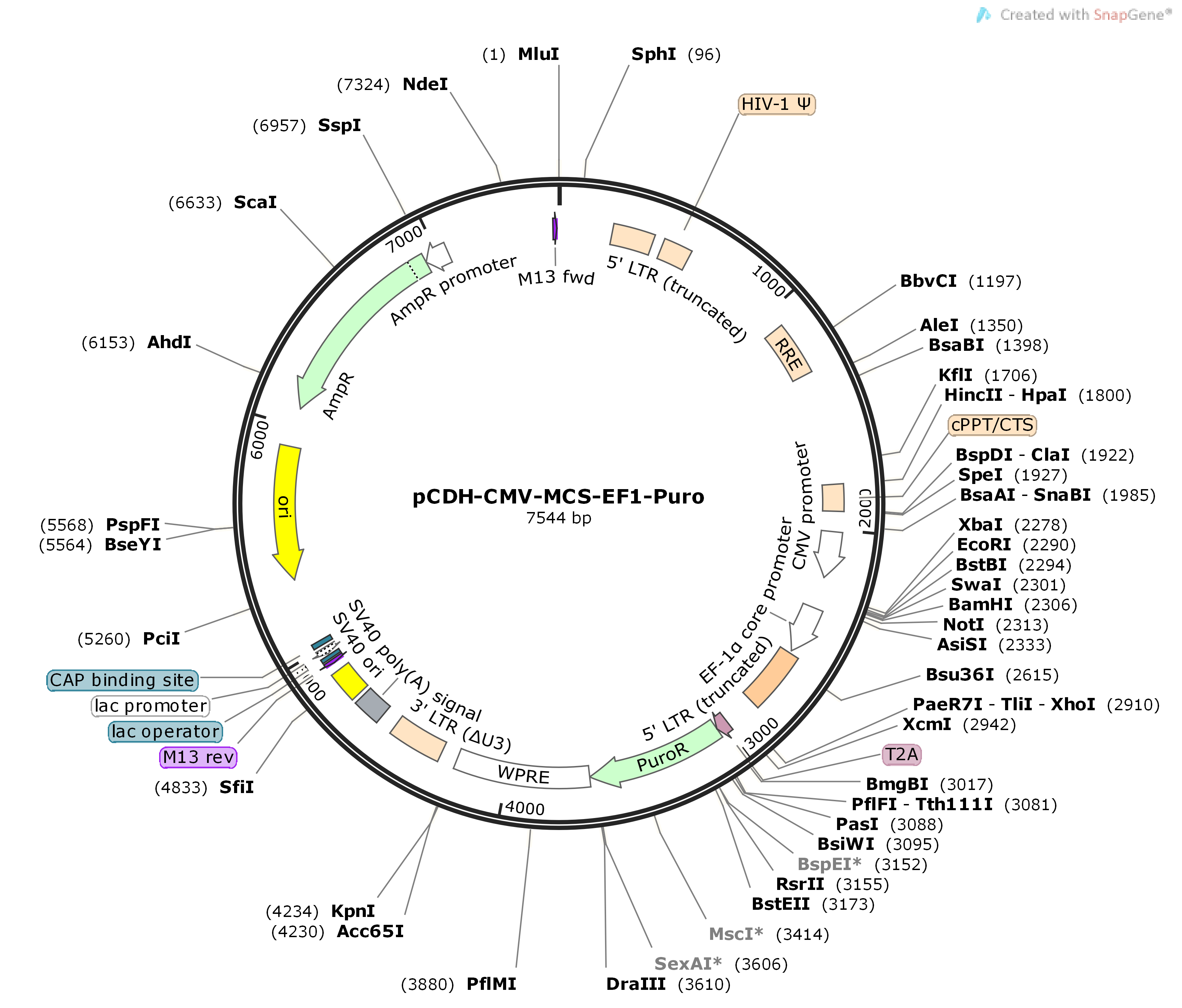 pCDH-CMV-MCS-EF1-Puro