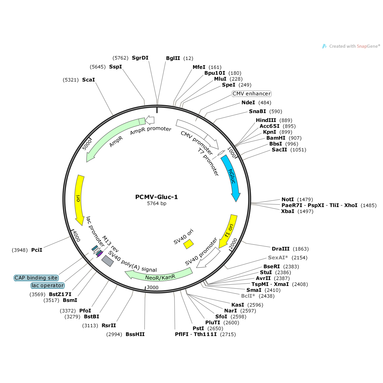 pCMV-Gluc-1