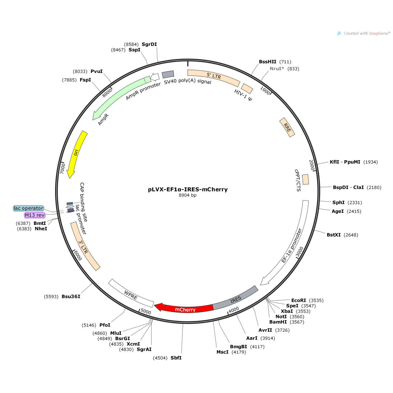 pLVX-EF1α-IRES-mCherry