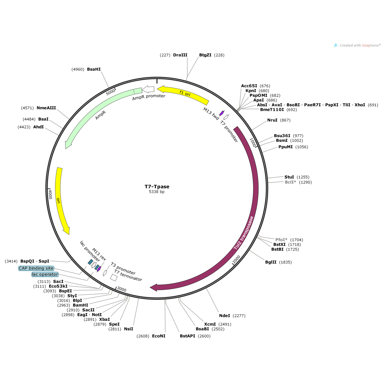 T7-TPase