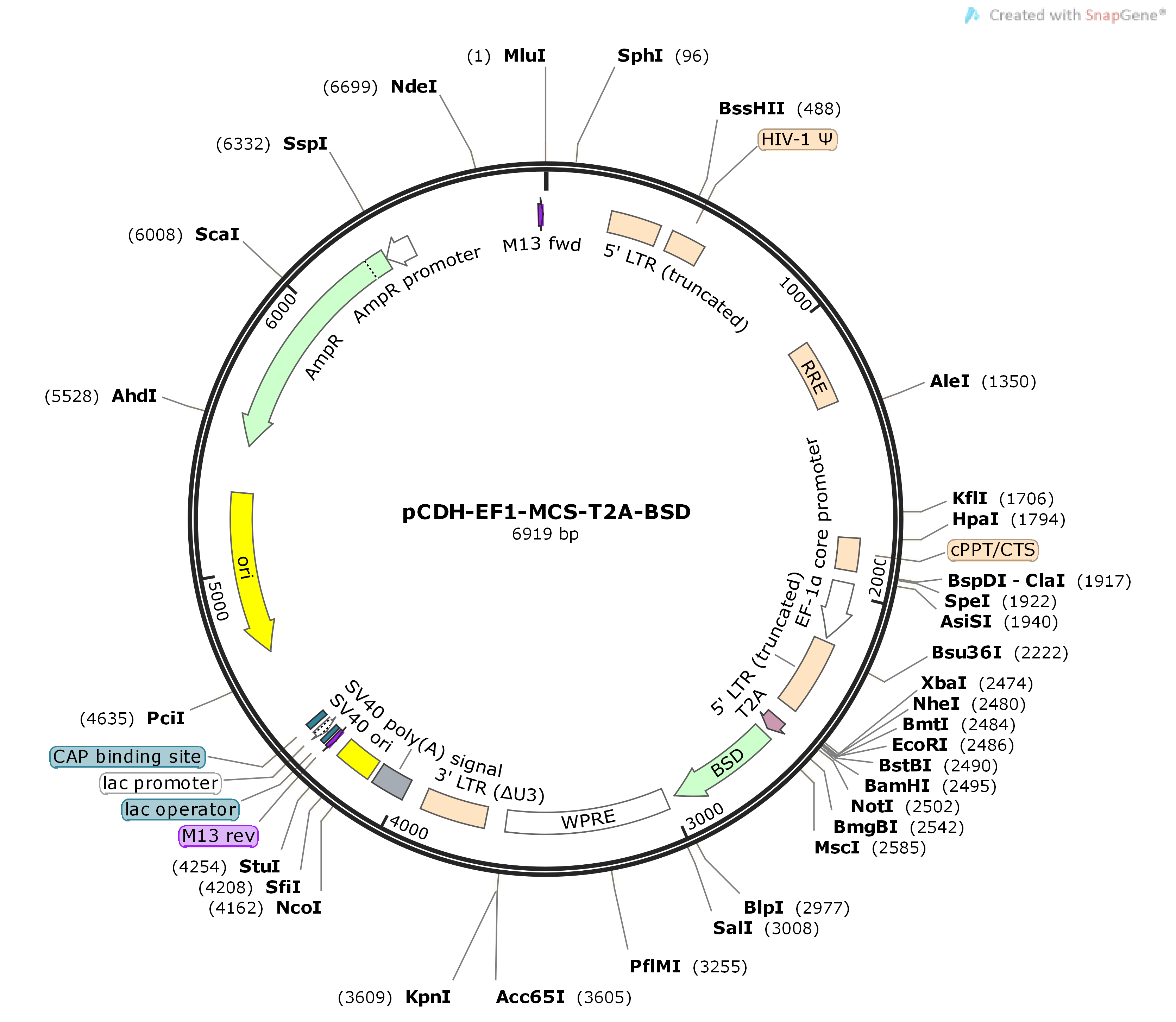 pCDH-EF1-MCS-T2A-BSD