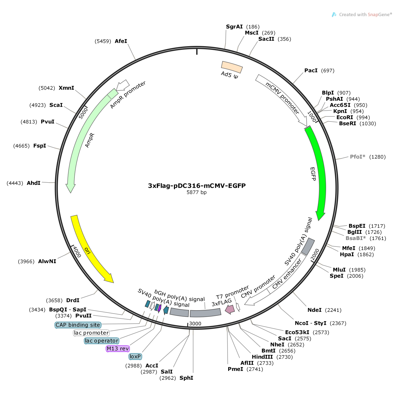 3xFlag-pDC316-mCMV-EGFP