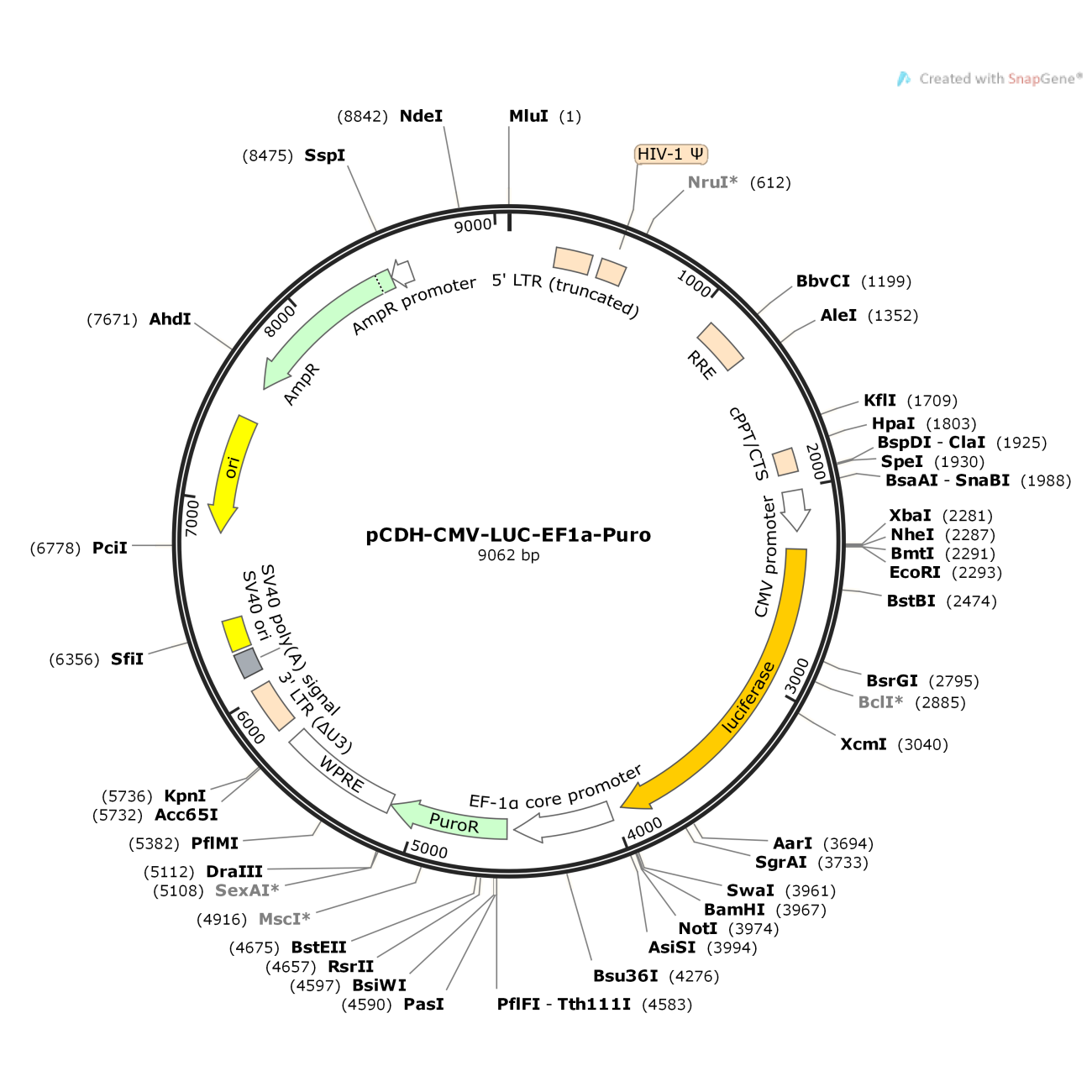 pCDH-CMV-LUC-EF1a-Puro