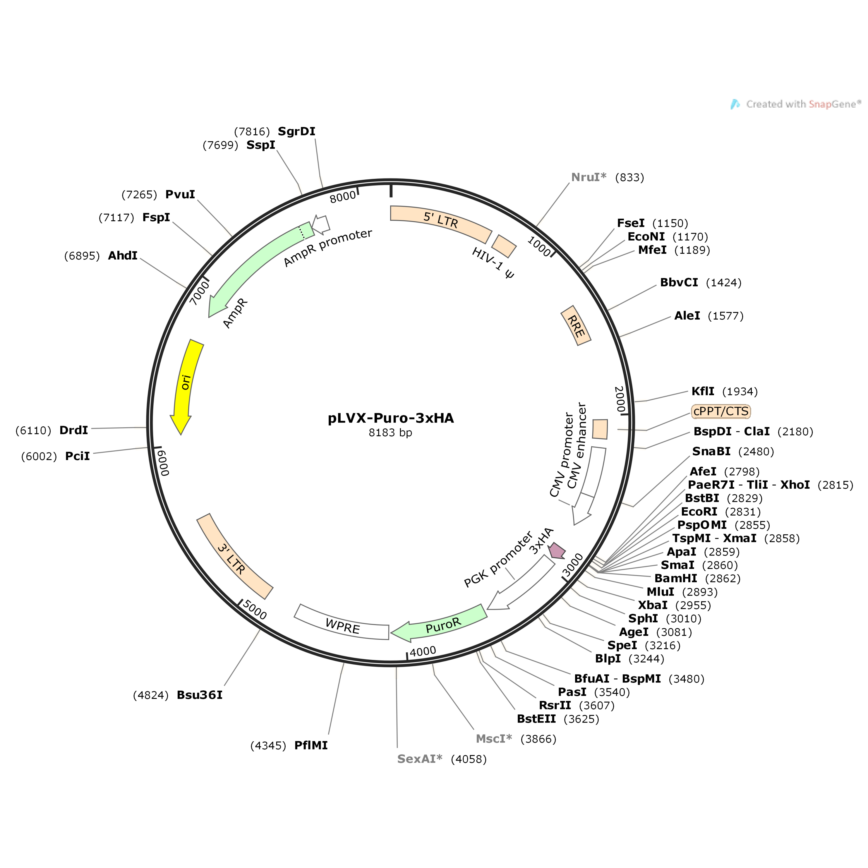 pLVX-Puro-3xHA