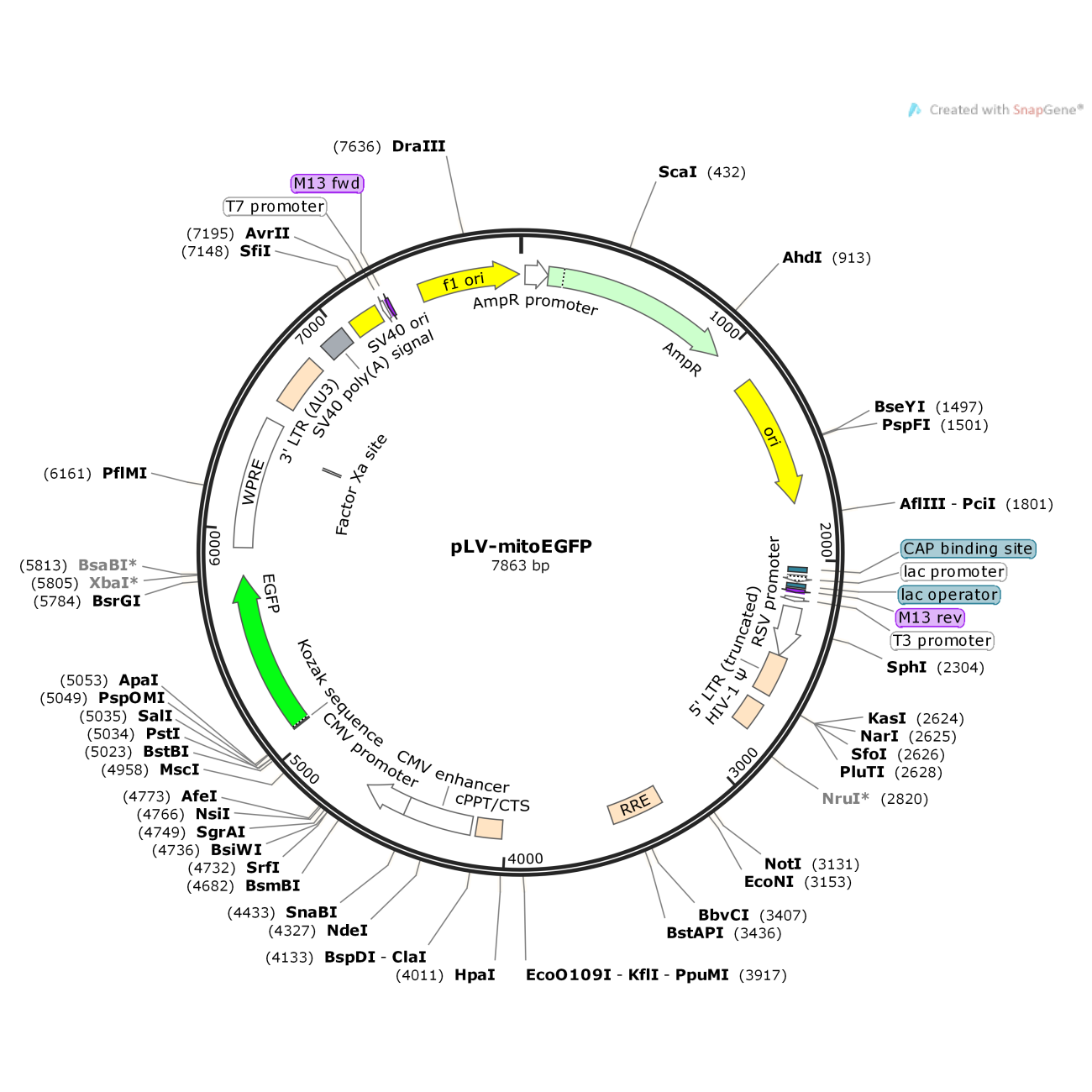 pLV-mitoEGFP
