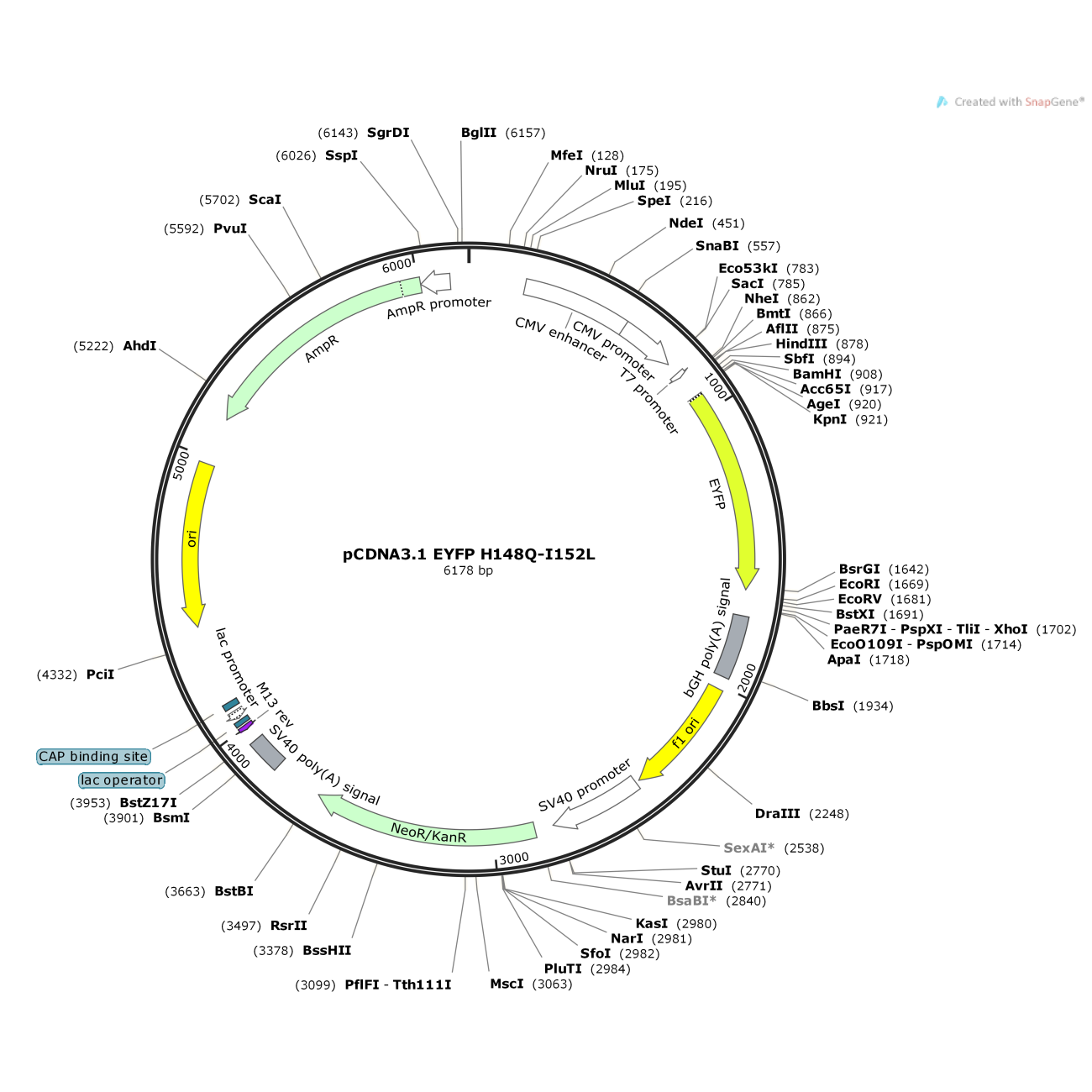 pCDNA3.1 EYFP H148Q-I152L
