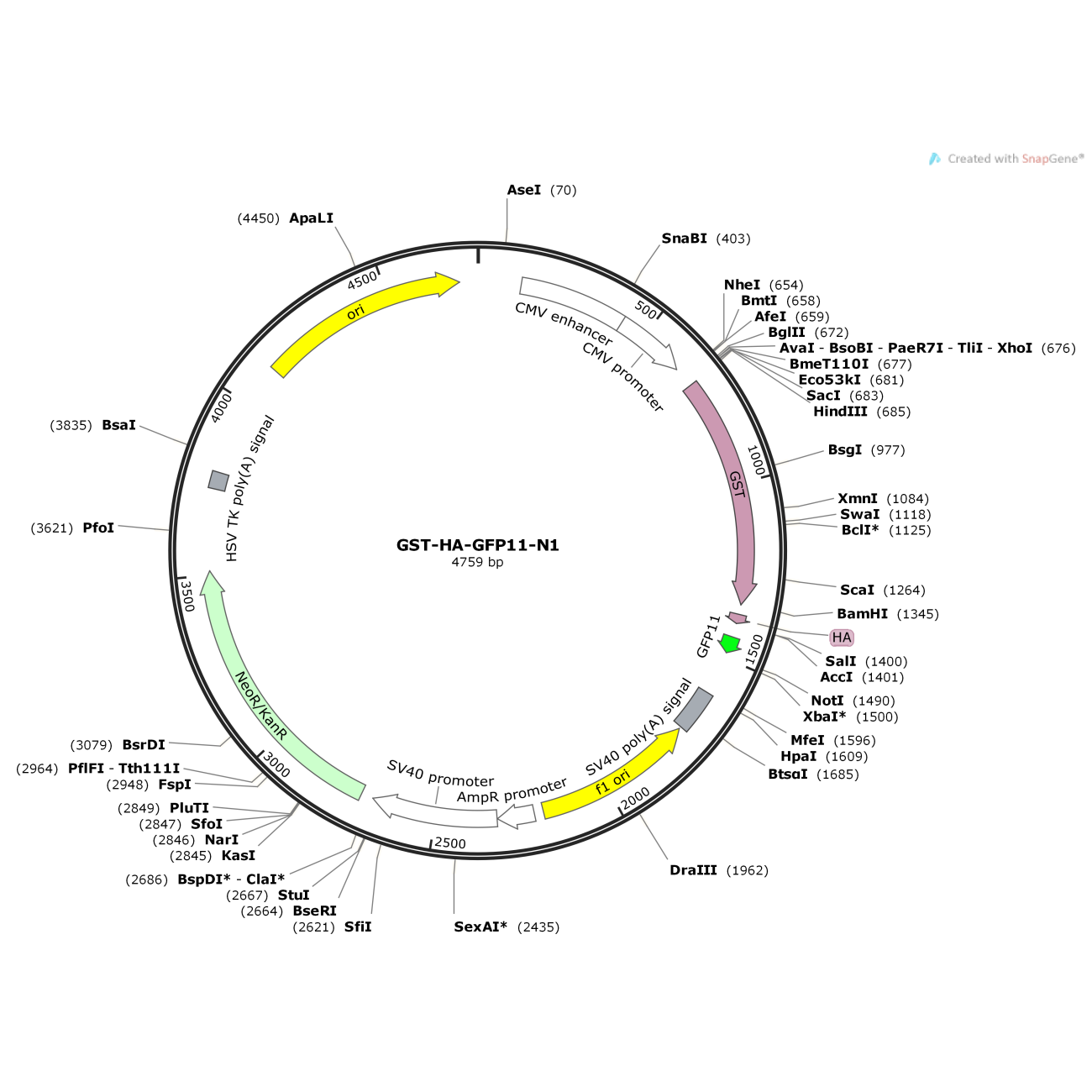GST-HA-GFP11-N1