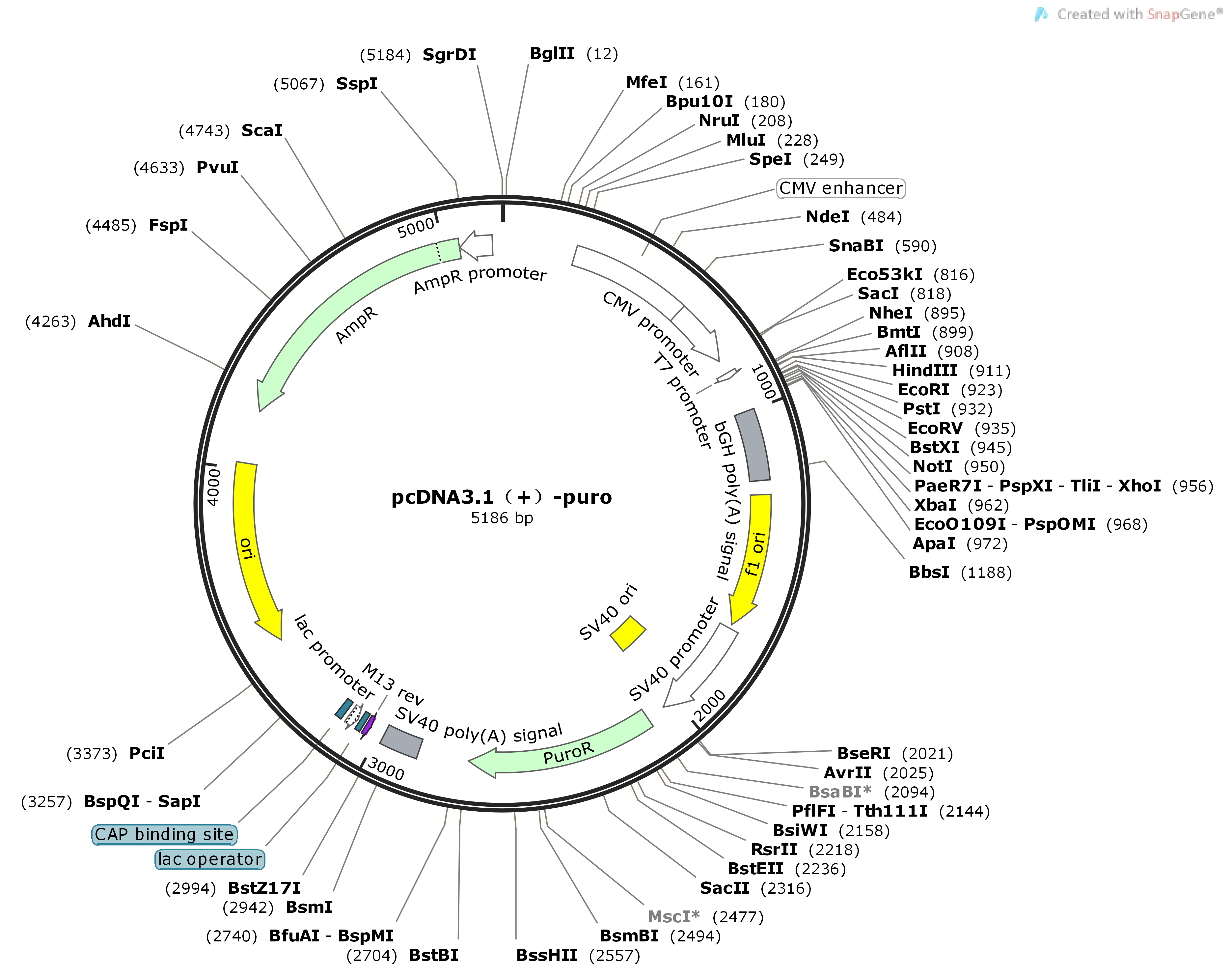pcDNA3.1（+）-puro