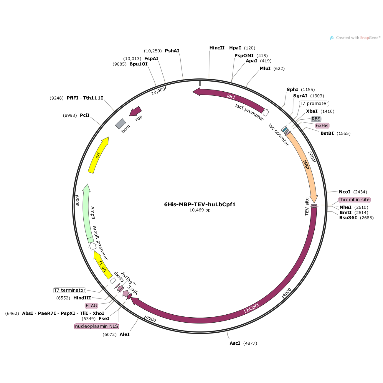 6His-MBP-TEV-huLbCpf1