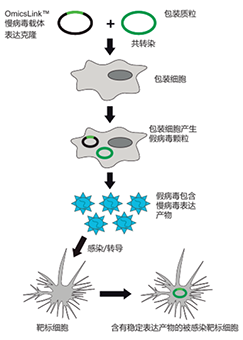 丰晖生物关于慢病毒转染转导的那些事