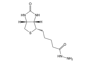 Biotin Hydrazide