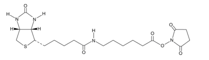 Biotin-X-NHS