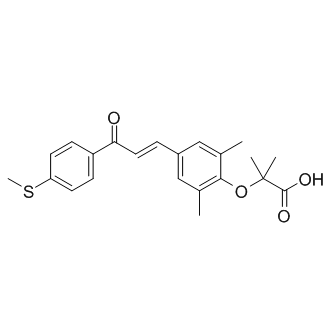 Elafibranor