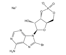 8-Bromo-cAMP